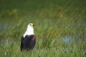 Botswana eagle photo safari chobe