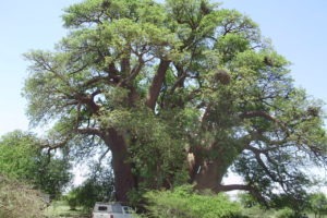 Botswana self drive safari campsite