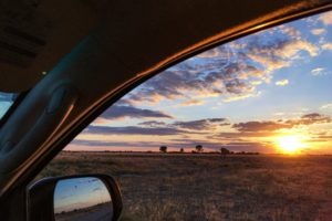 Botswana self drive safari game drives
