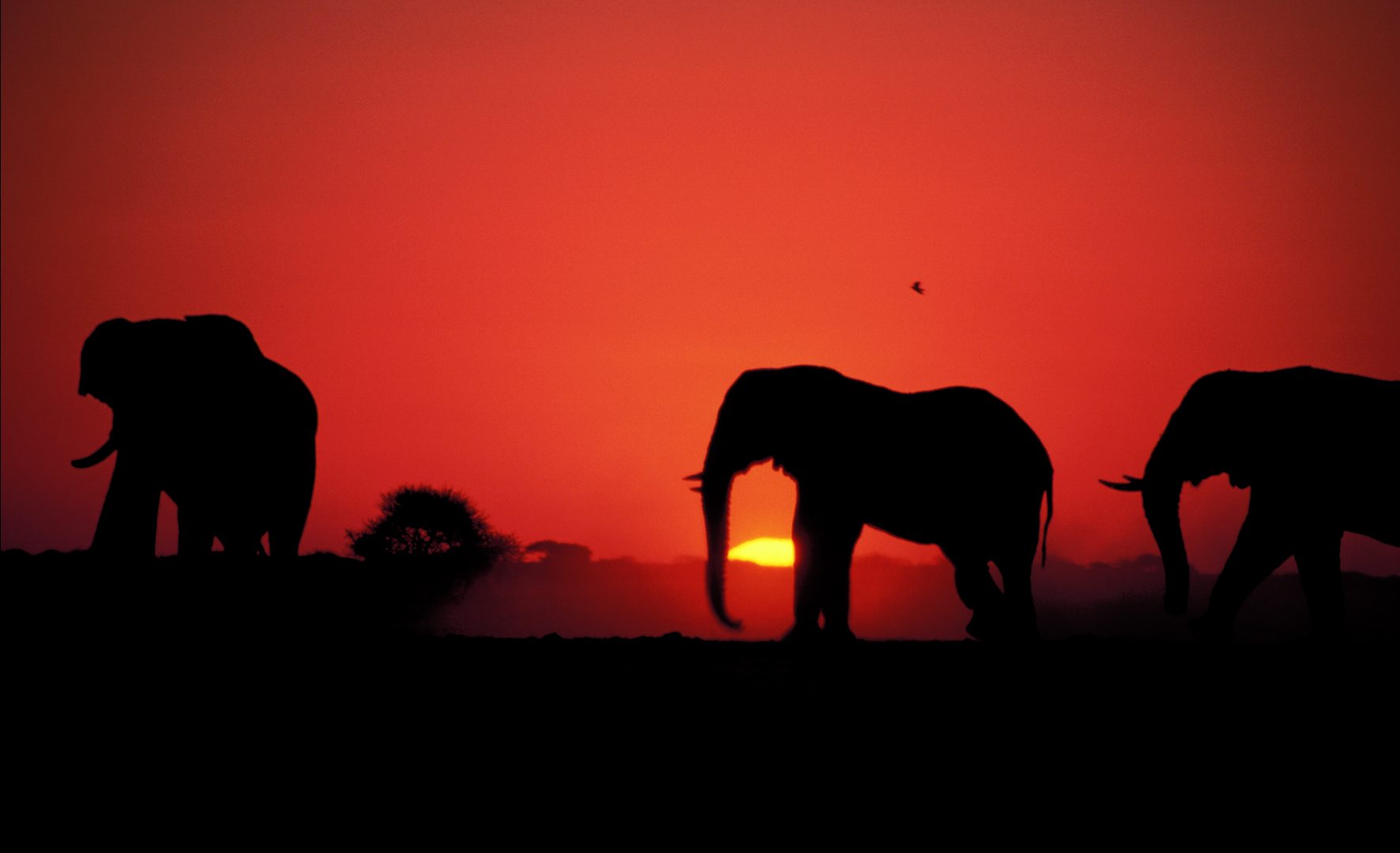 Chobe Elephant Camp Activities Botswana Safarifrank Authentic Safari Holiday18