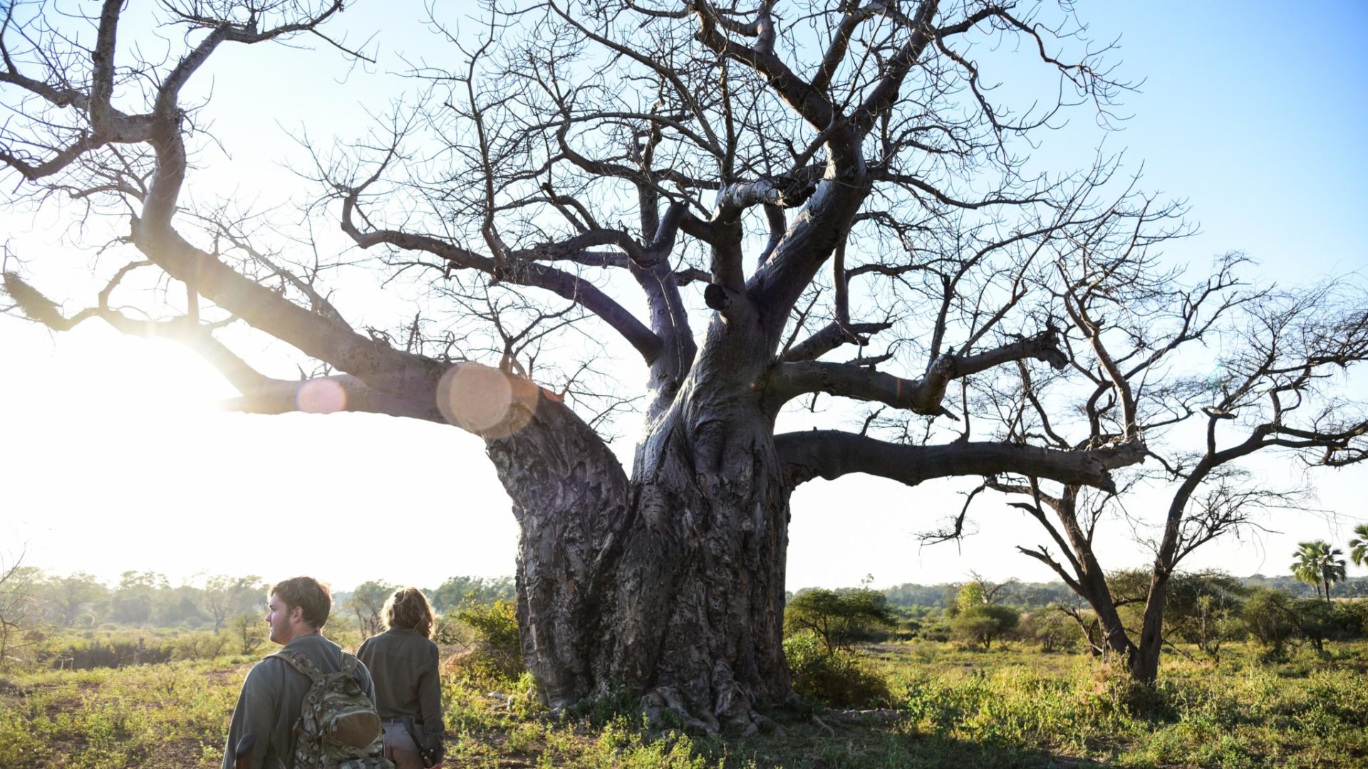 Makuleke-Baobab-walking