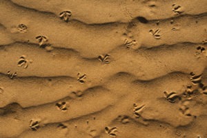 Ecotraining tracking sand various