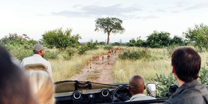 South Africa Klaserie Tanda Tula (3)