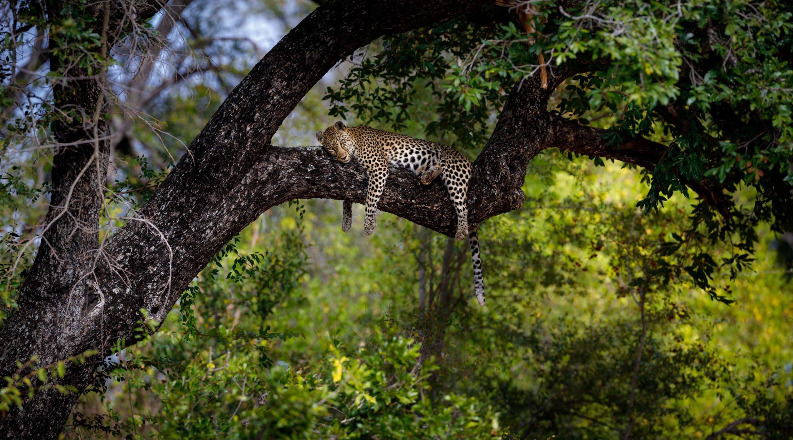 South Africa Klaserie Tanda Tula (55) South Africa Klaserie Tanda Tula (55)