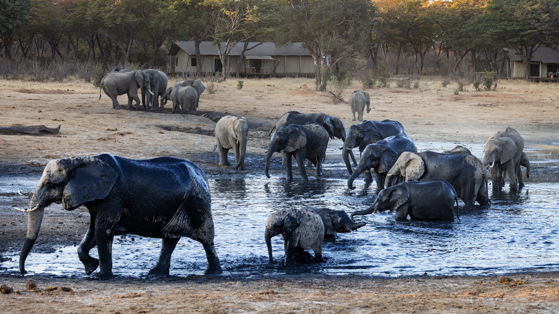 Verneys Camp Zimbabwe Hwange37