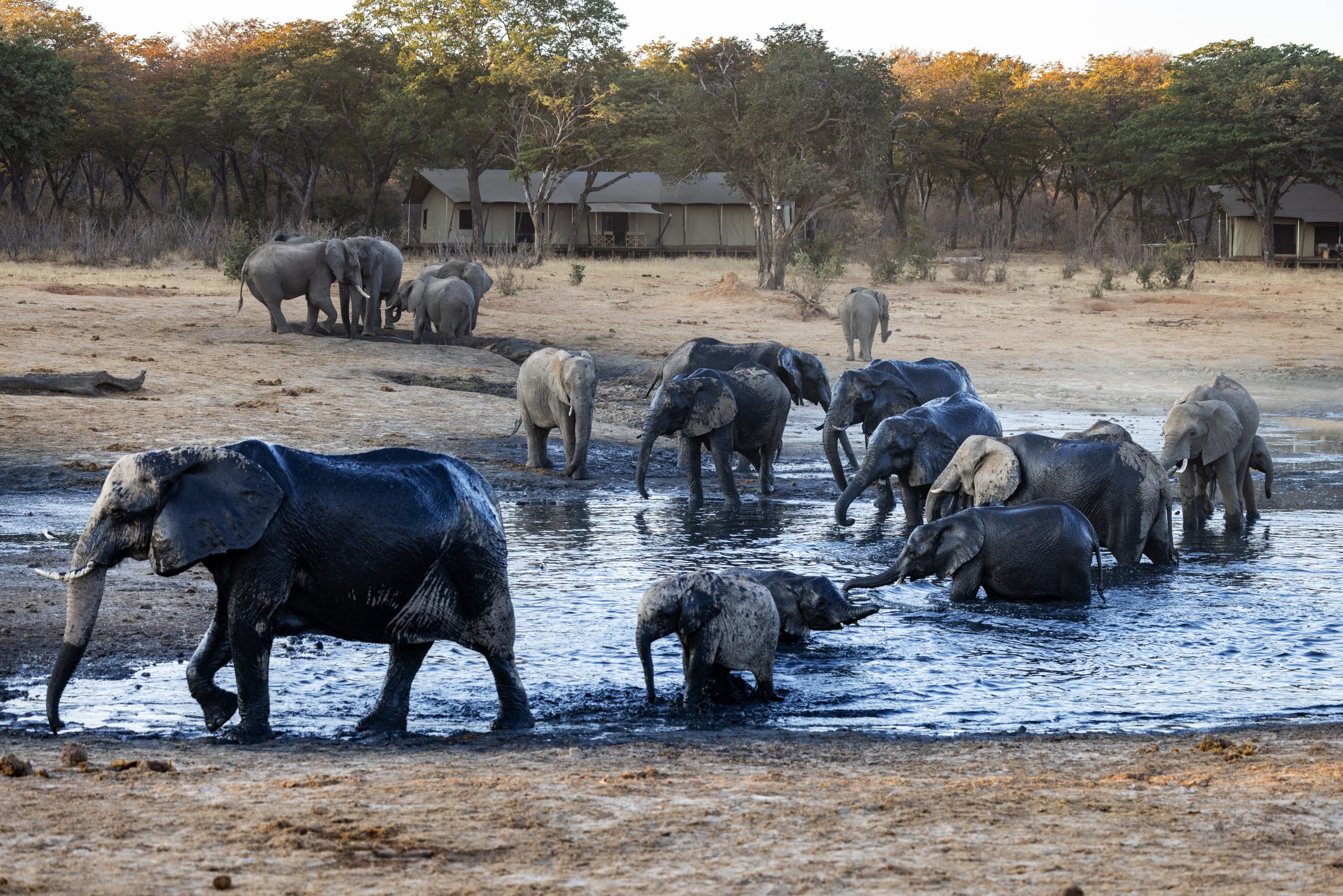 Verneys Camp Zimbabwe Hwange37