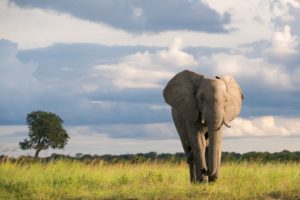 botswana boating photo safari