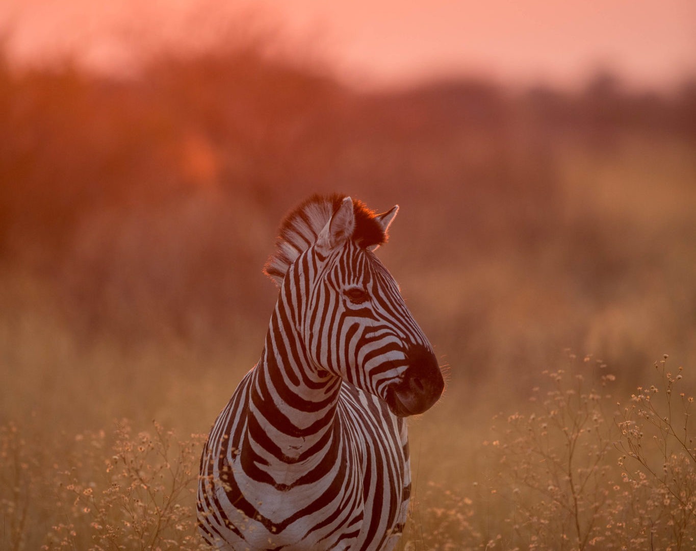 botswana central kalahari dinaka luxury lodge 19