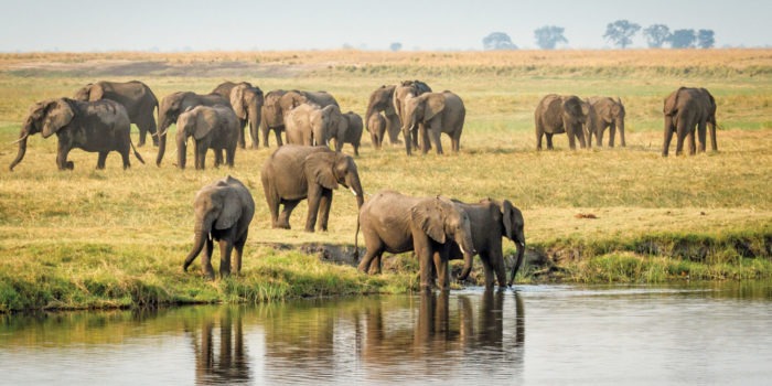 botswana chobe game lodge activities 10