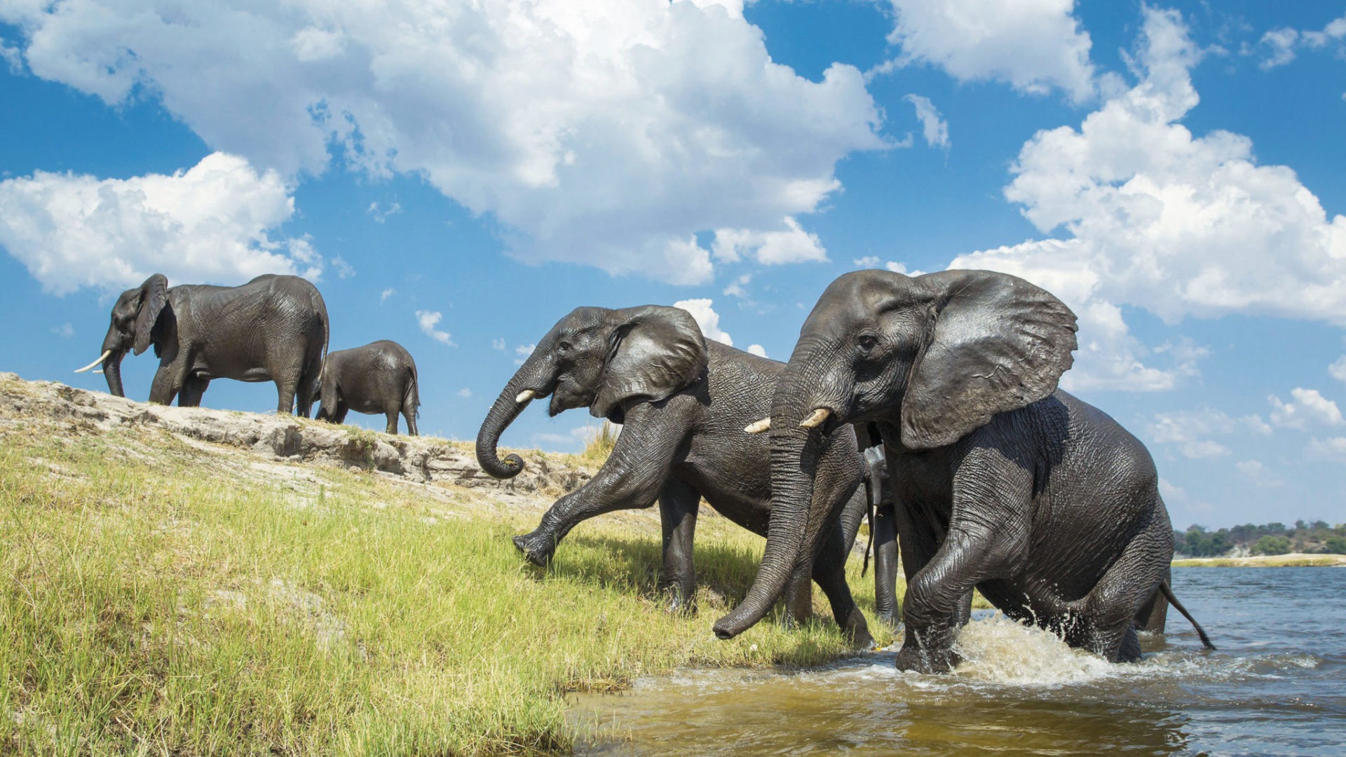 botswana chobe game lodge activities 11