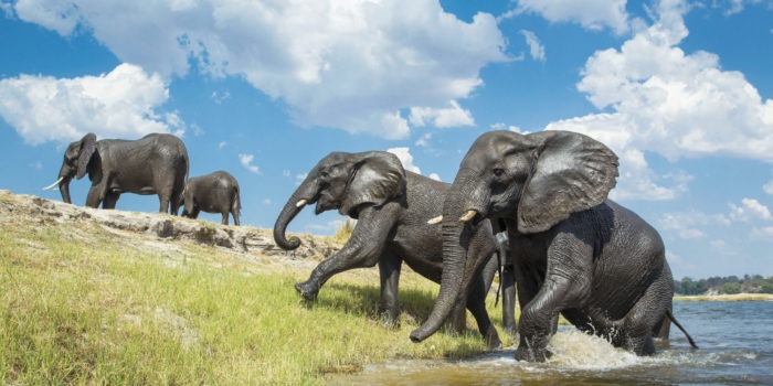 botswana chobe game lodge activities 11