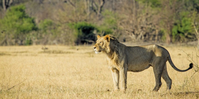 botswana chobe game lodge activities 13