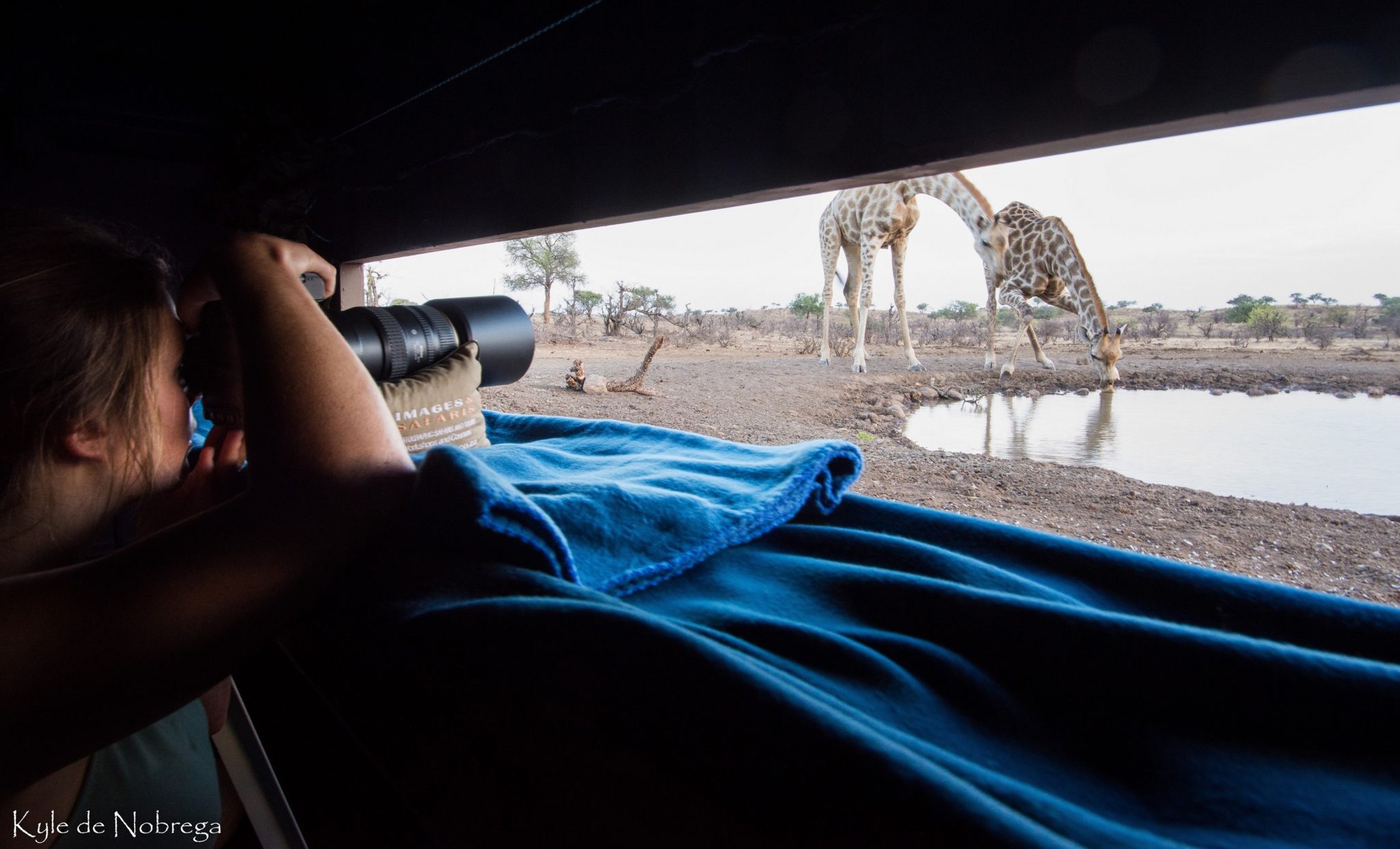 botswana mashatu photo giraffe from hide