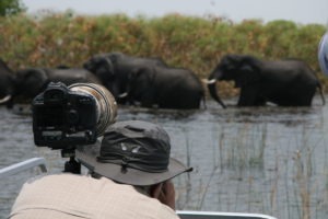 botswana photo safari elephants