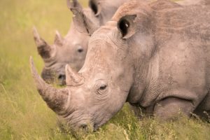 botswana rhino photo safari