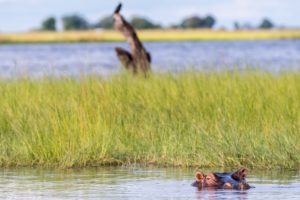 botswana safari hippo photo safari