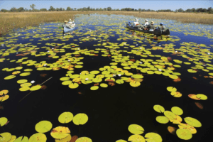 botswana selinda spillway canoe lillies