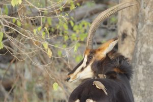 botswana okavangodelta luxury shinde footsteps17