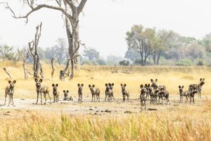 botswana okavangodelta luxury shinde footsteps24