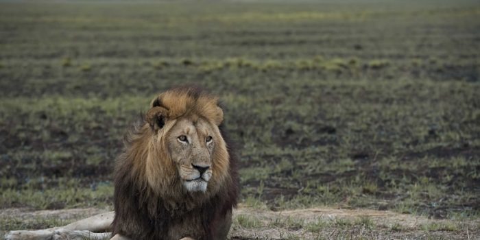 busanga kafue large male lion