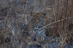 busanga leopard relaxed