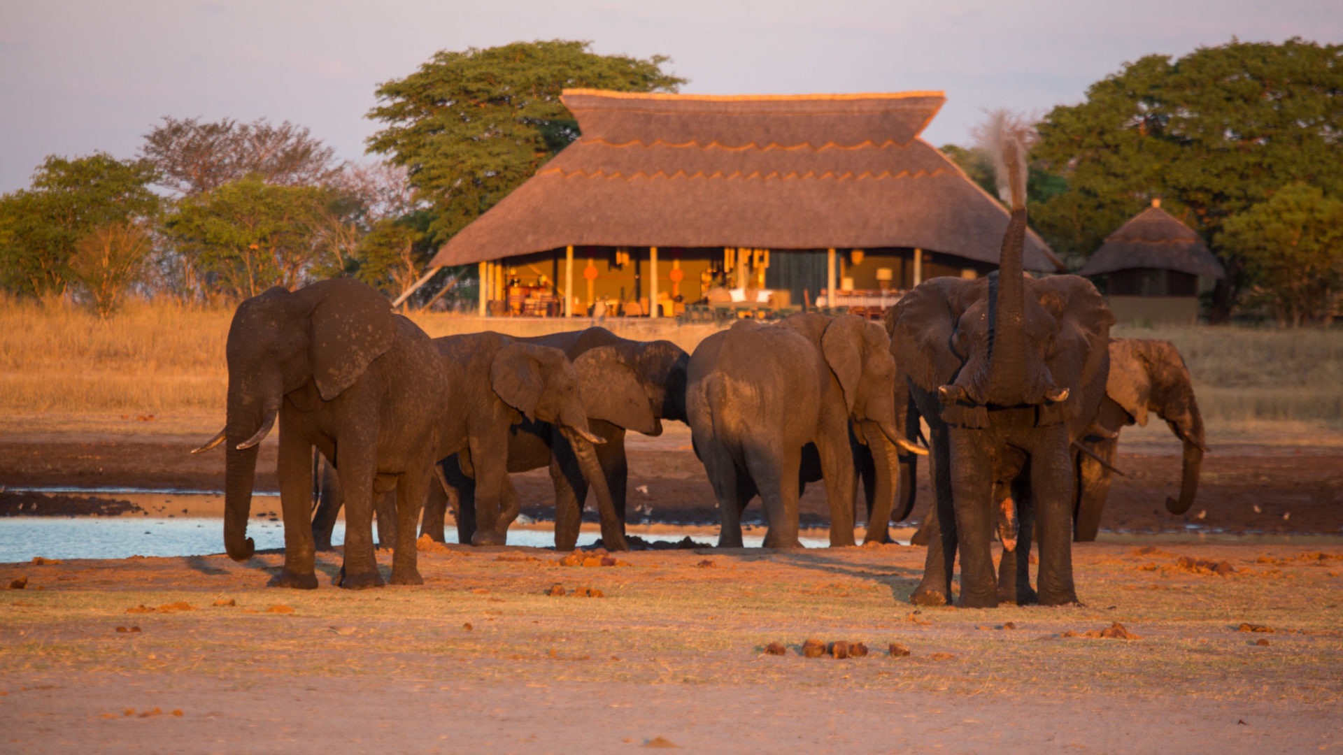 camp hwange elephants