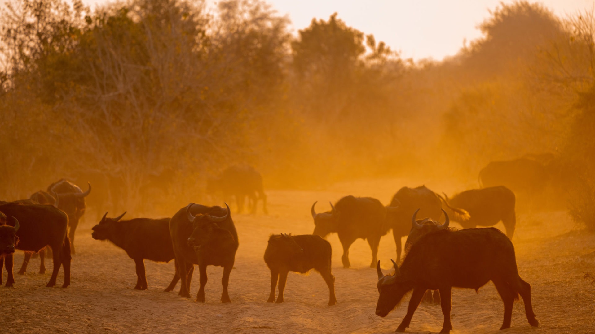 chobe buffaloes at sunrise