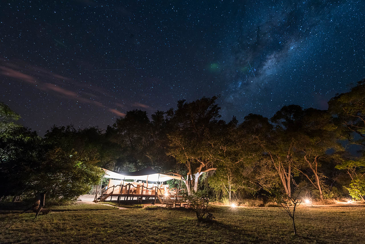 fig tree star night