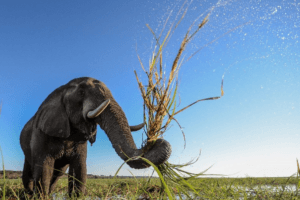 houseboat photographic safari chobe river elephant close up