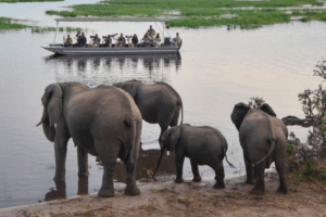 houseboat photographic safari chobe river herd of elephants at riv