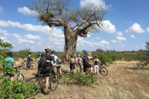 northern tuli botswana cycling safari baobab