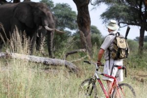 northern tuli botswana cycling safari elephant game viewing