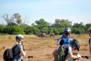northern tuli botswana cycling safari elephant viewing