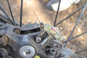 northern tuli botswana cycling safari grasshopper