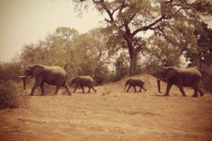 northern tuli botswana cycling safari herd of elephants