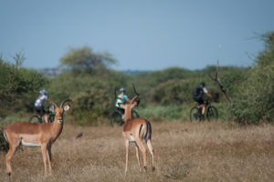 northern tuli botswana cycling safari impala