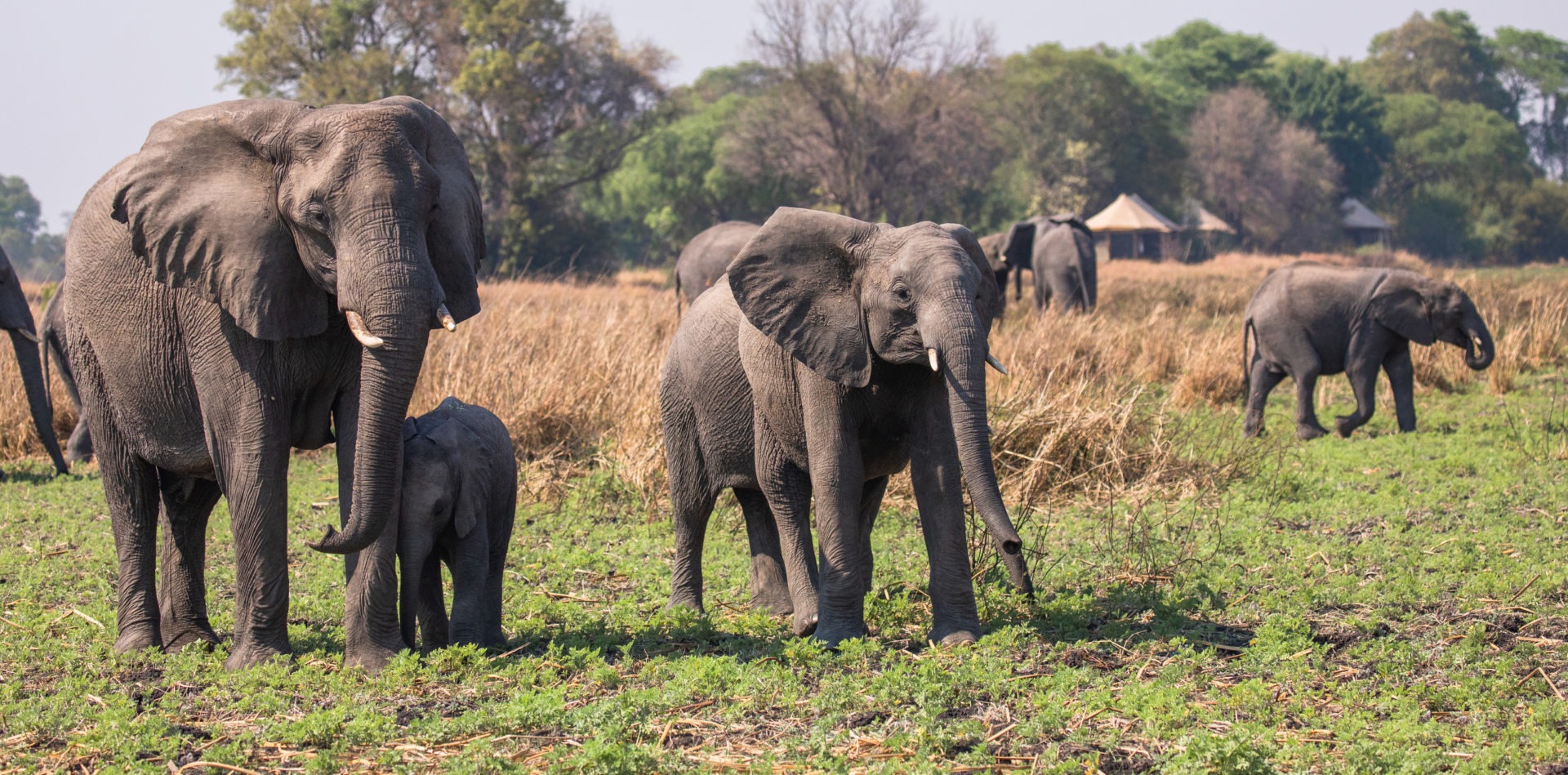 zambia kafue national park musekese camp 22