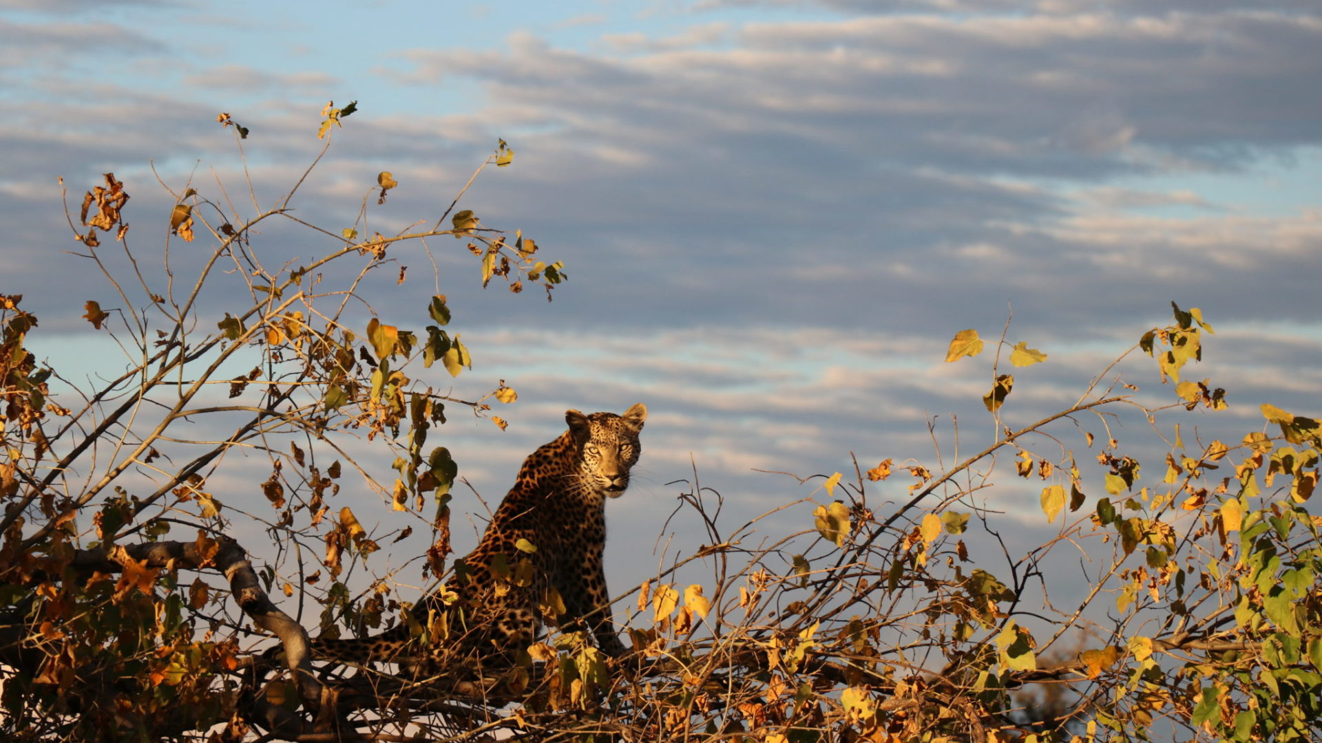 Blog Lisa Leopard1