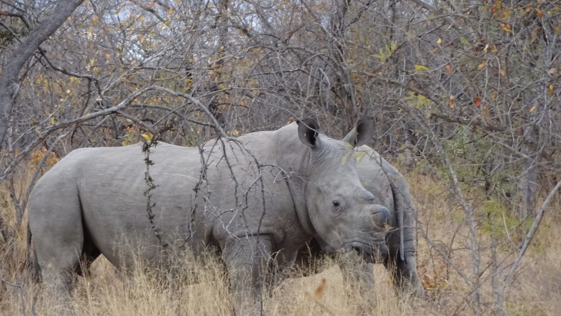 Blog Saskia Rhino