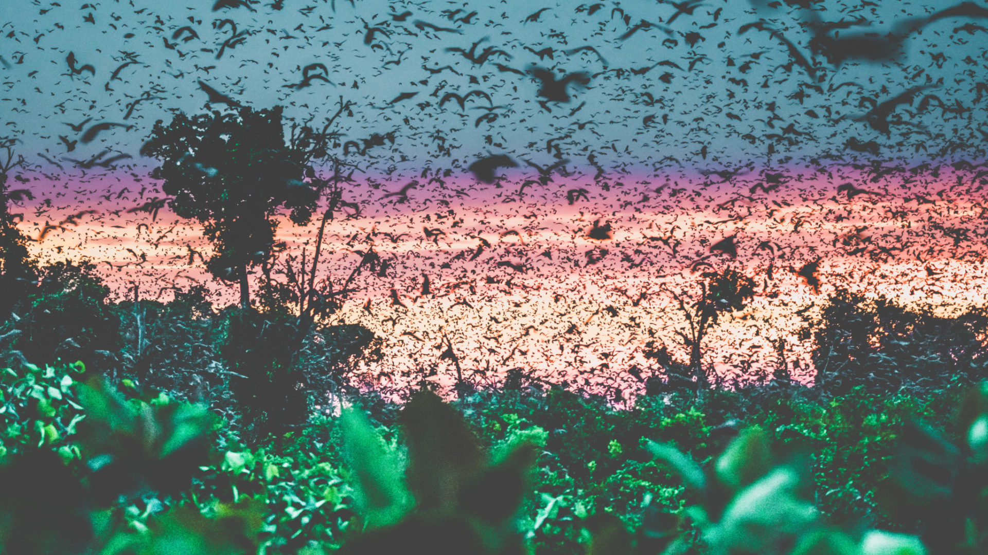 Bat Migration Kasanka