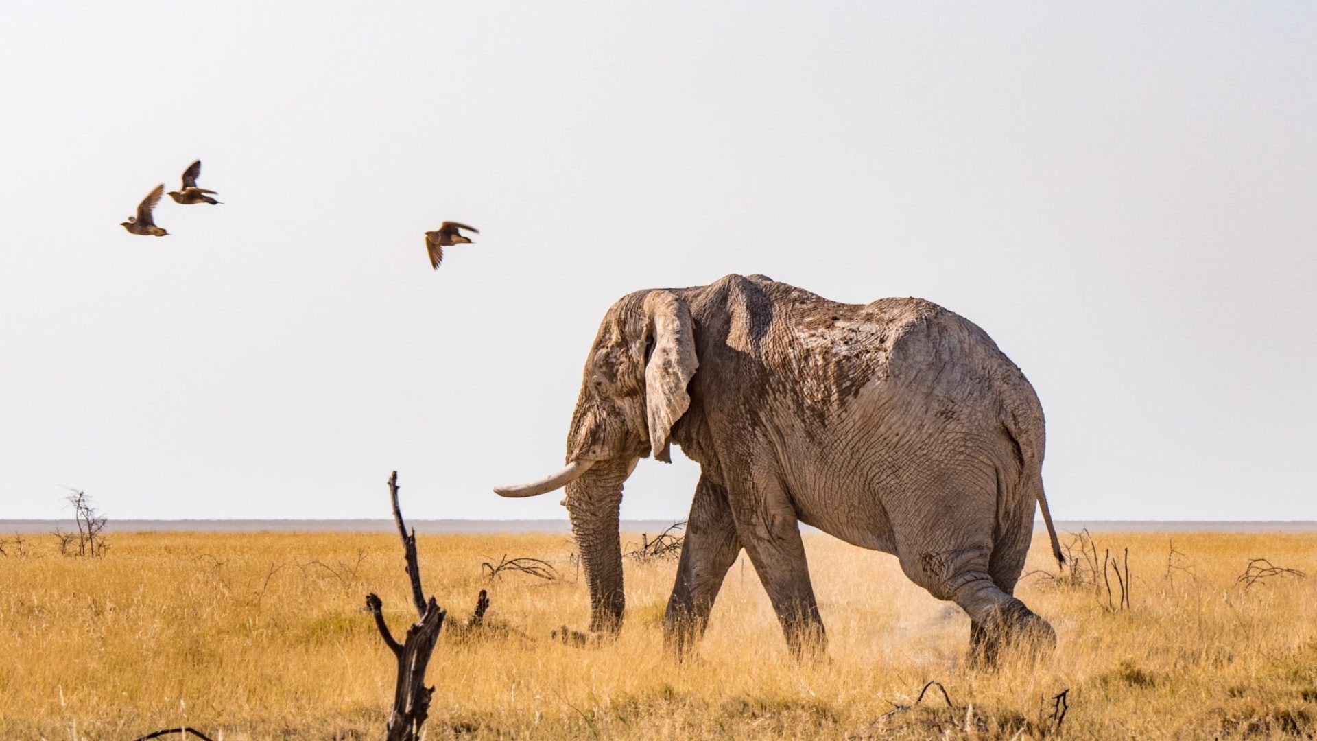 Northen Namibia etosha big five elephant