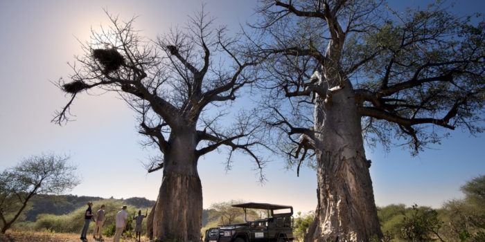 Pafuri Makuleke Kruger National Park Game Drive Safari Baobabs
