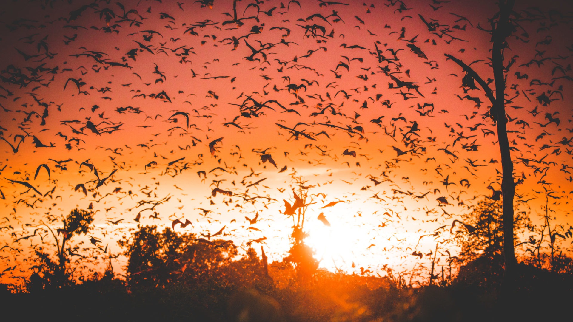 bats kasanka zambia migration