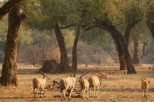 camp zambezi mana pools eland