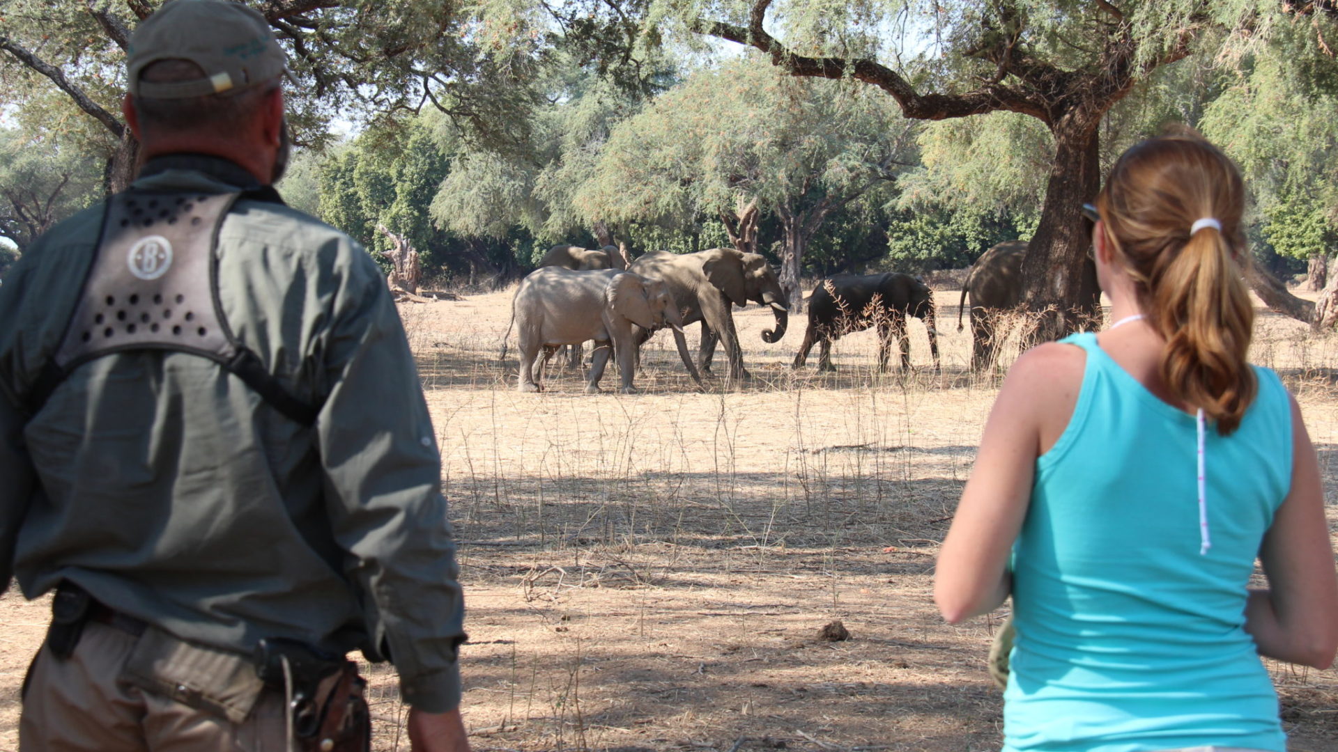 camp zambezi mana pools walking elephants
