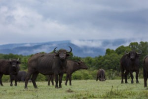 kenya ecotraining mara training camp guide training 31