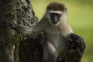 kenya ecotraining mara training camp guide training 33