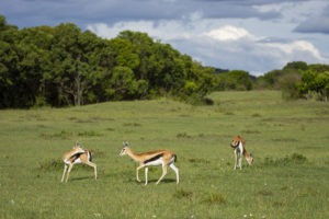 kenya ecotraining mara training camp guide training 34