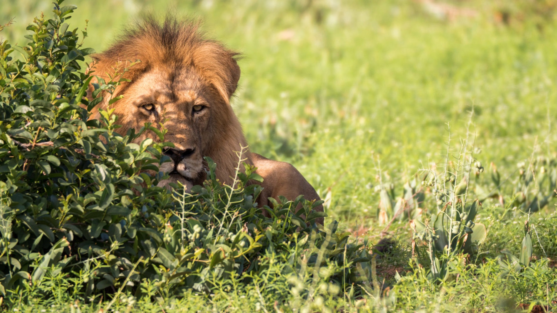 lion january timbavati