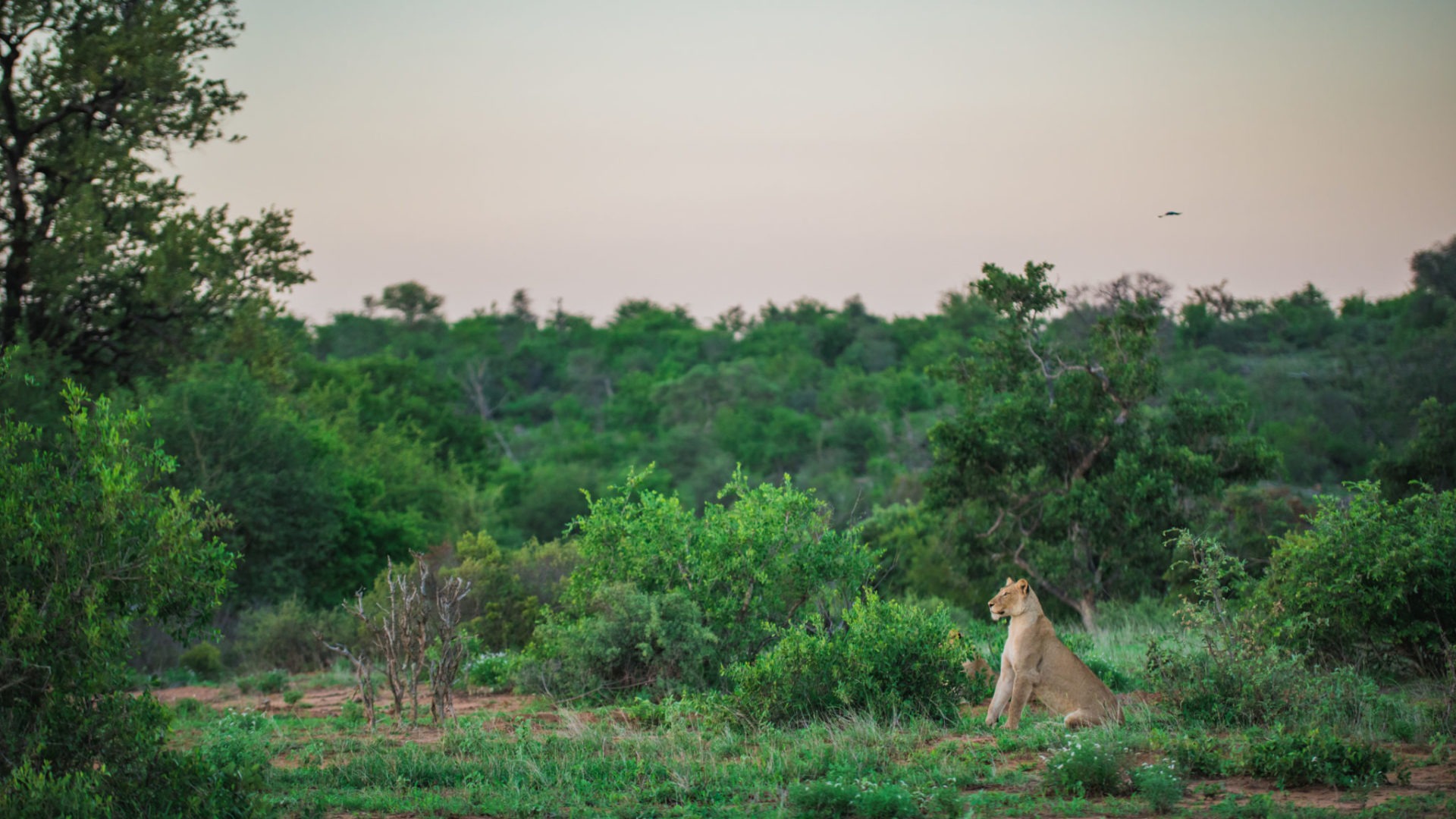 lion timbavati green landscape
